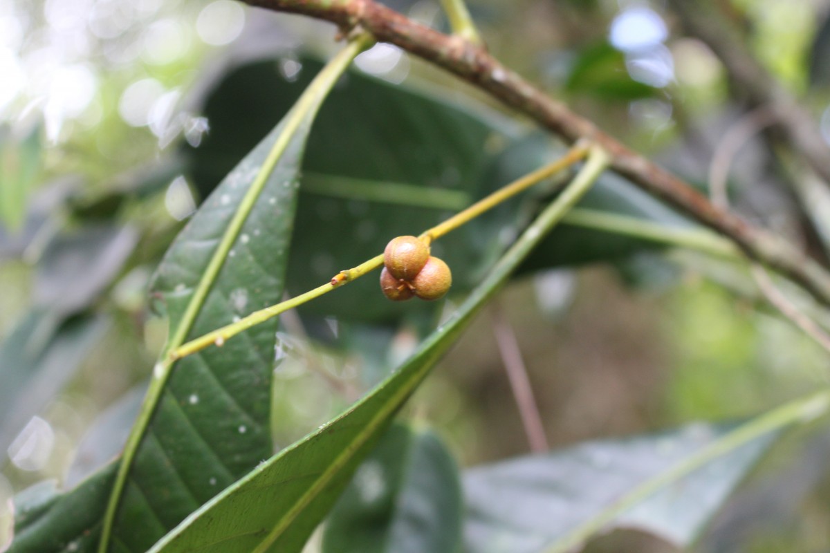 Agrostistachys borneensis Becc.